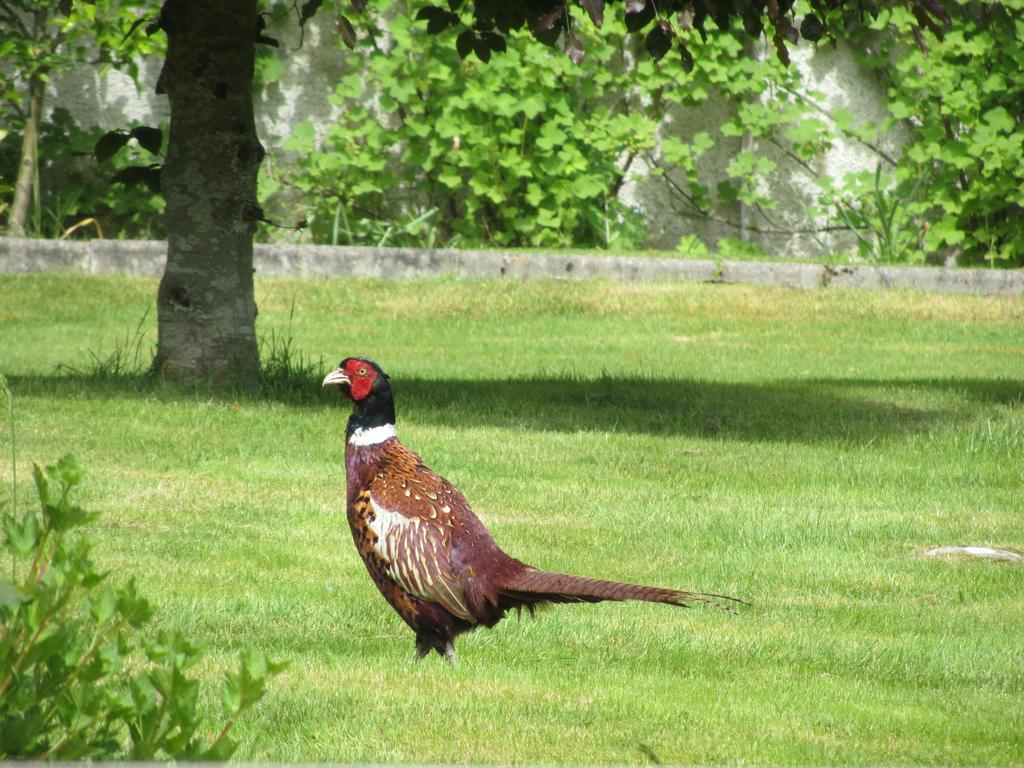 Rossmor Bed & Breakfast Grantown-on-Spey 외부 사진
